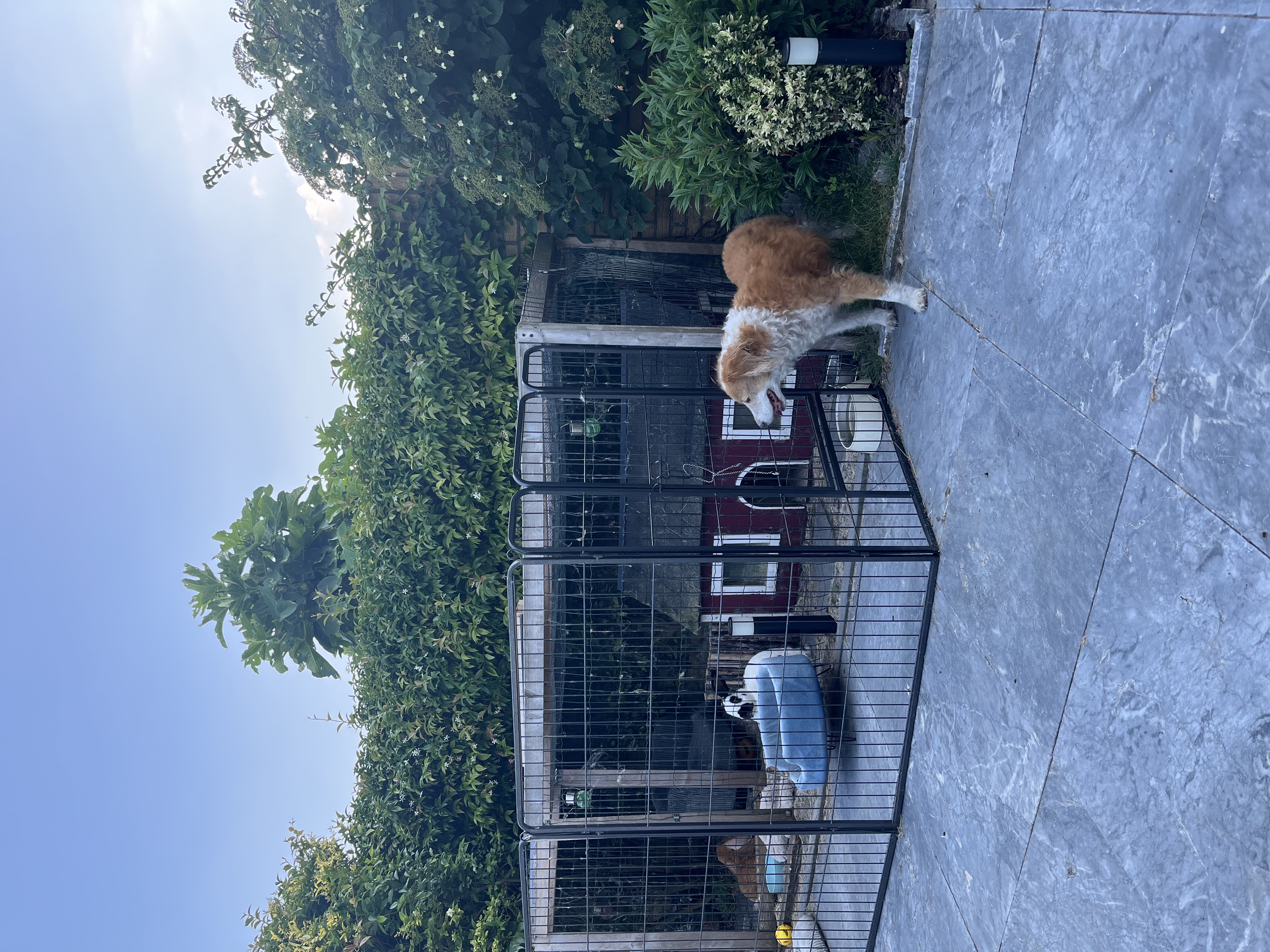 image-19