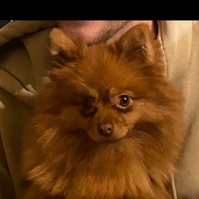 Buddy