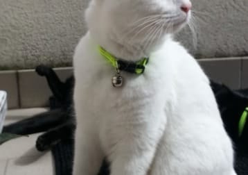 Gigi
