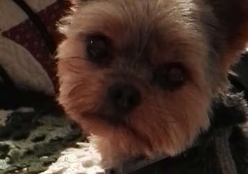 Gino