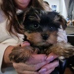 Mylo