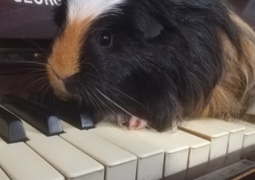 Pickle 