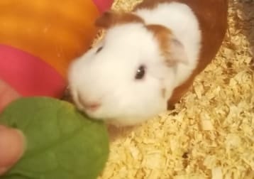 Pecan