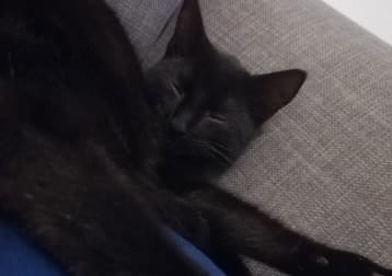Merlin