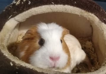 Gherkin
