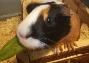 Nutmeg