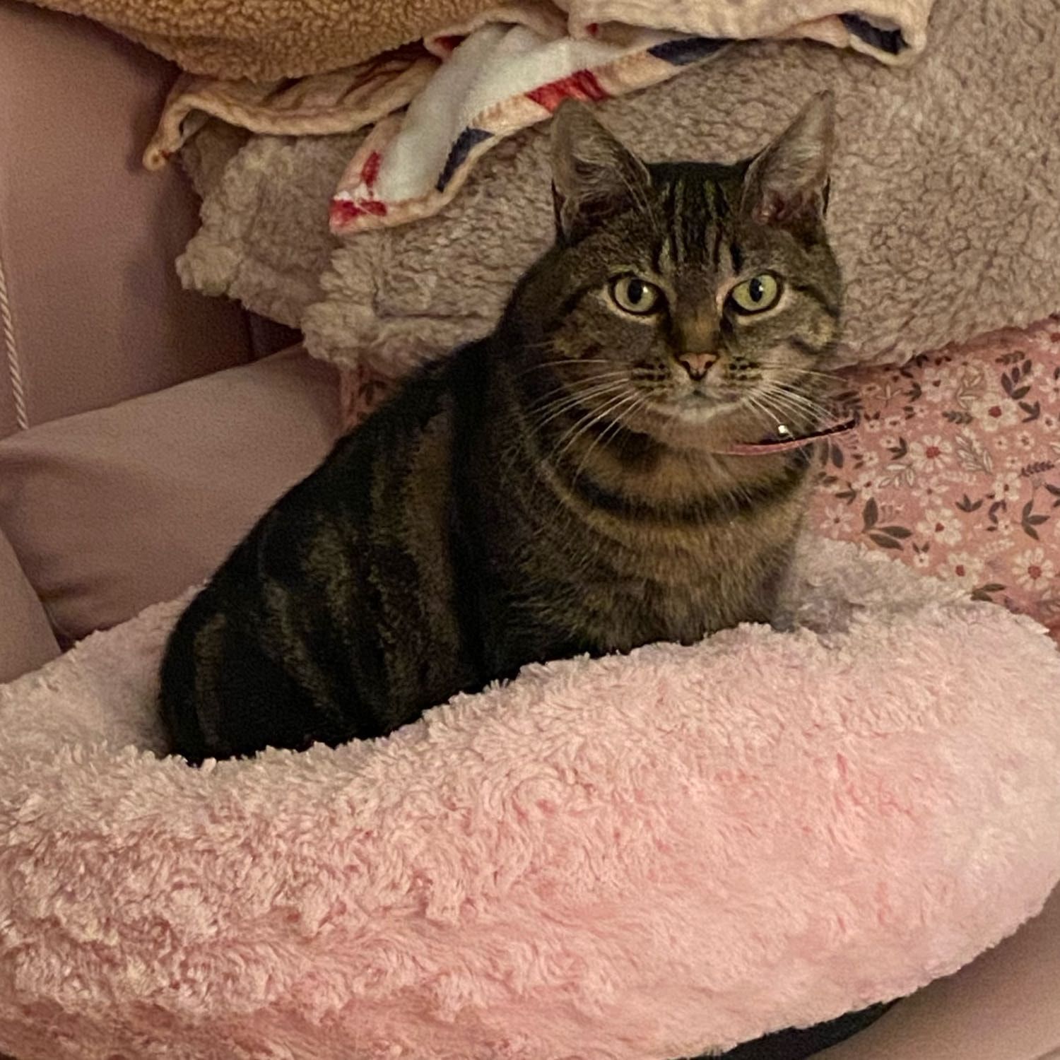miauw