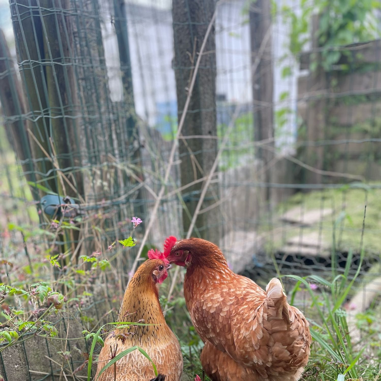 stitch & heihei