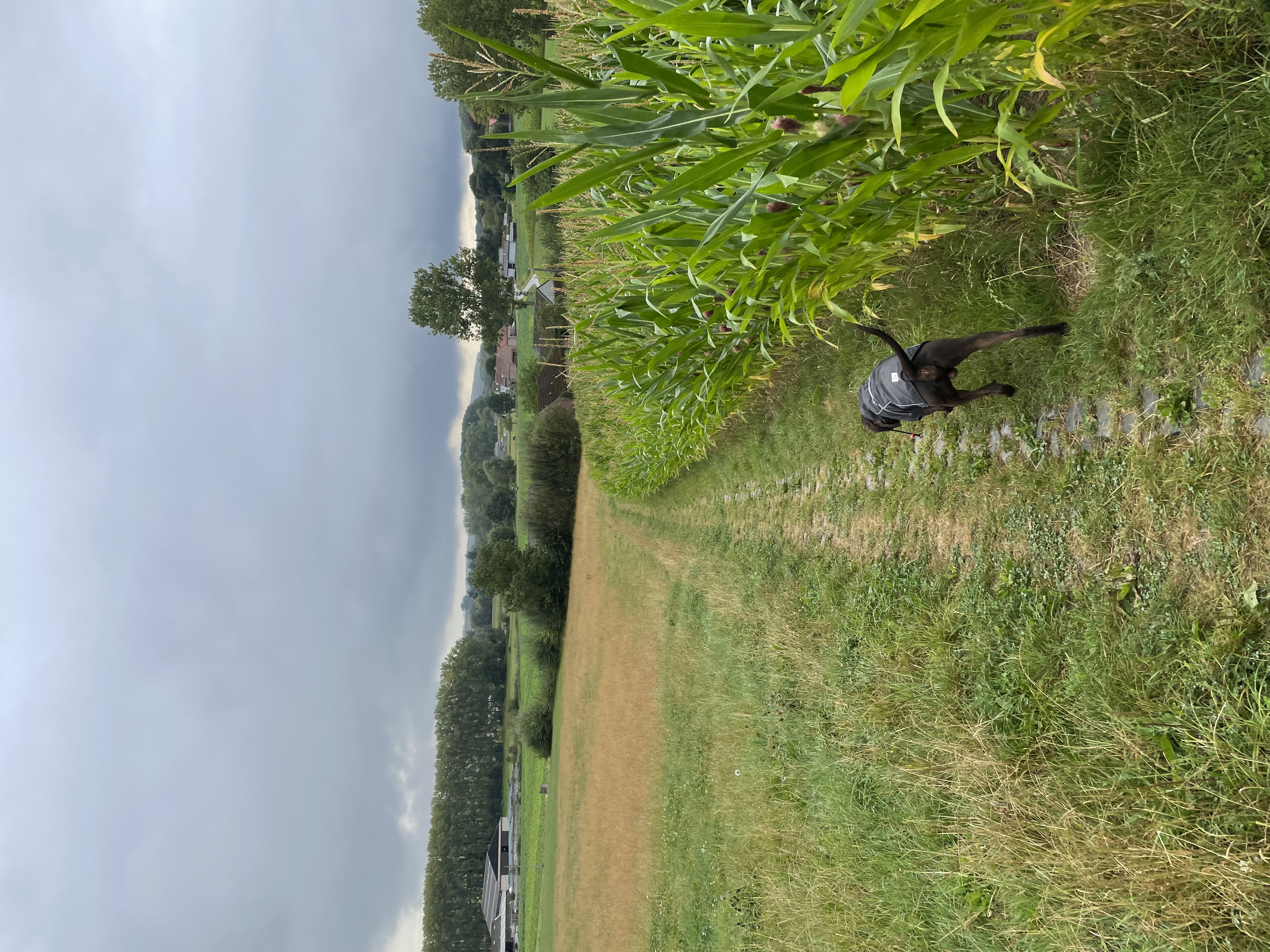image-20