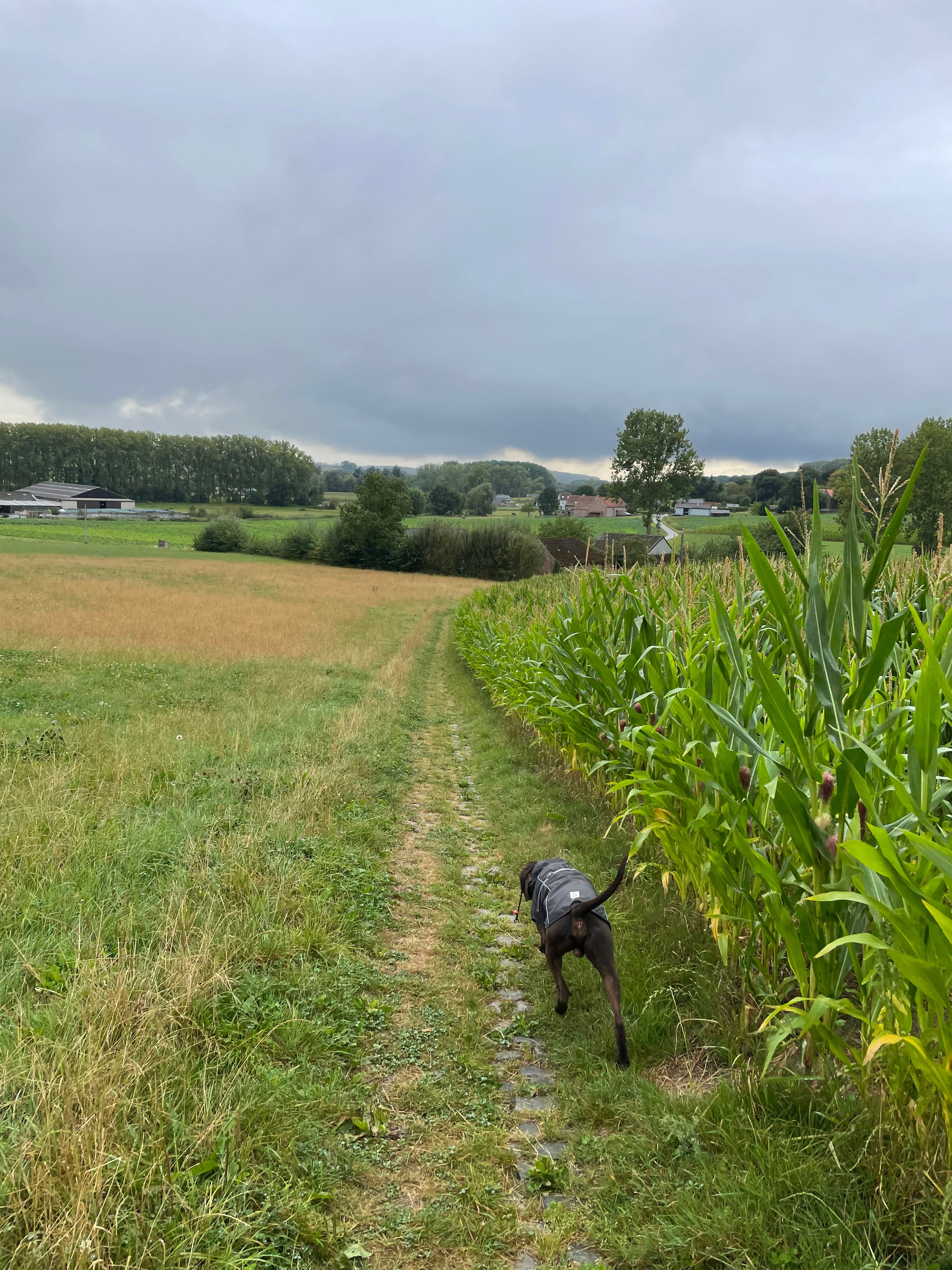 image-20