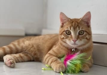Simba