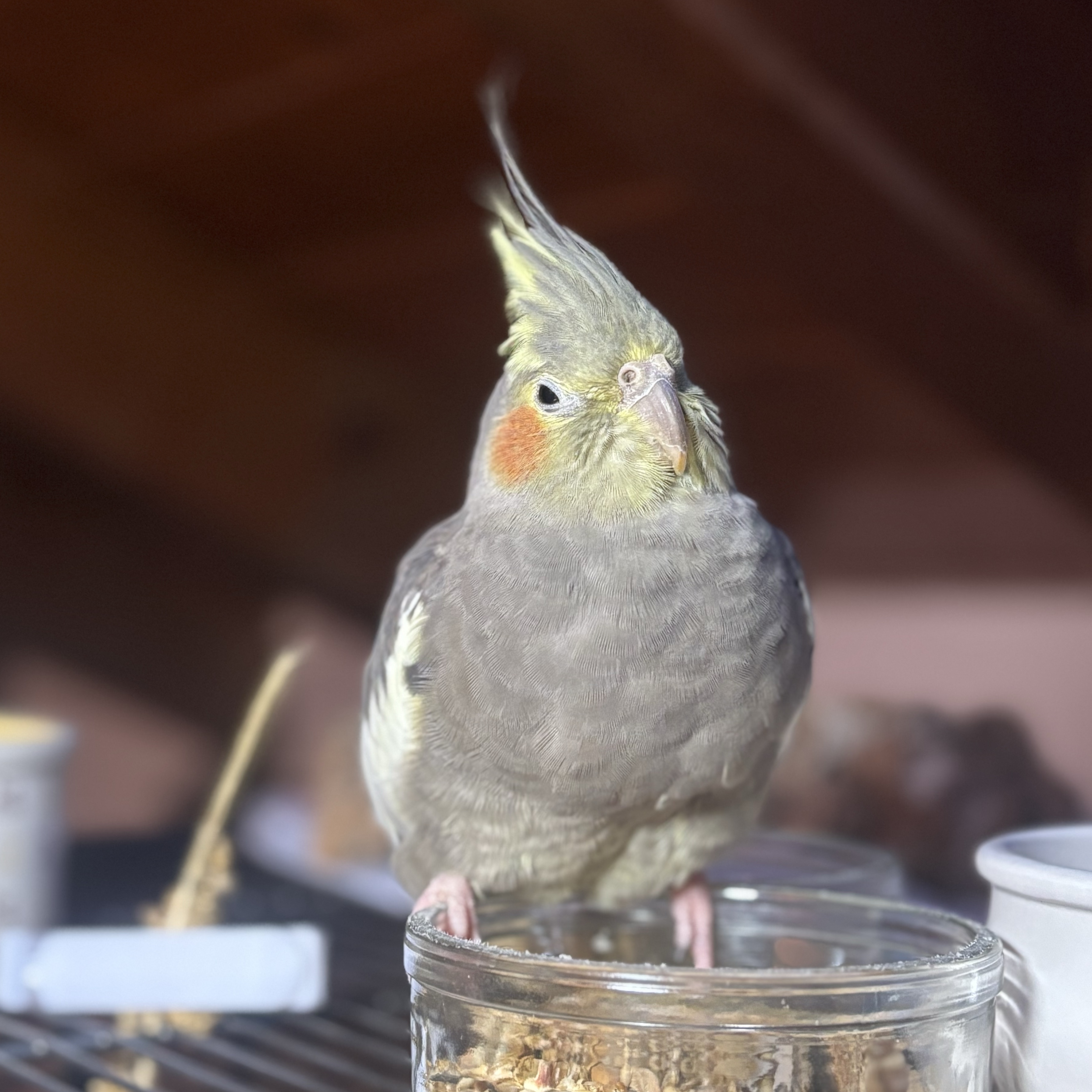 Miss Rio Toposkovich