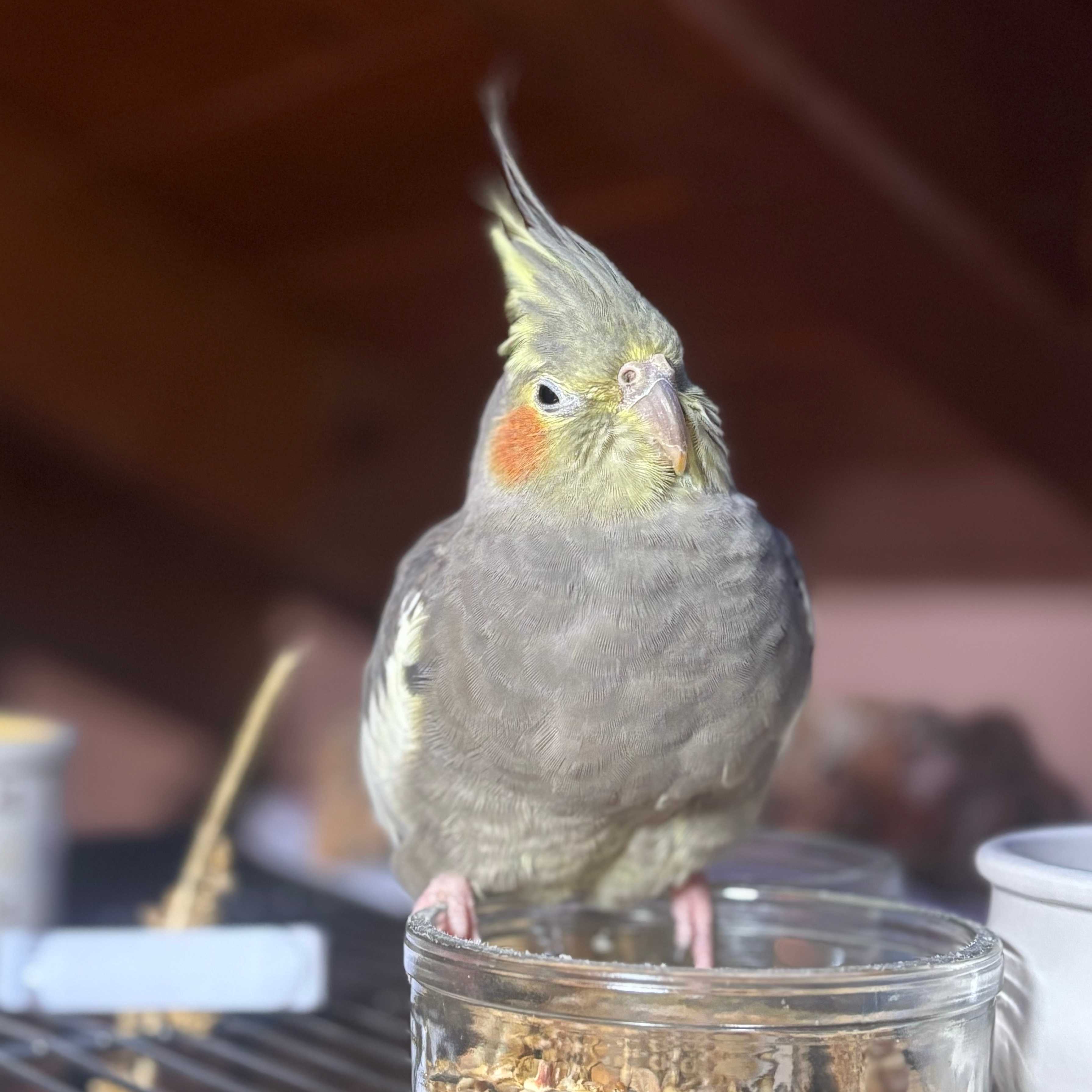 Miss Rio Toposkovich