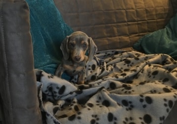 Lola