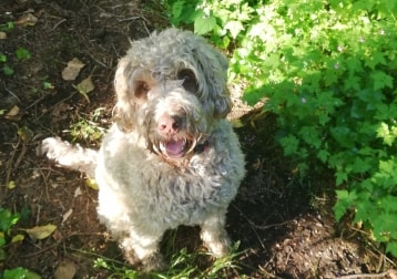 Bailey