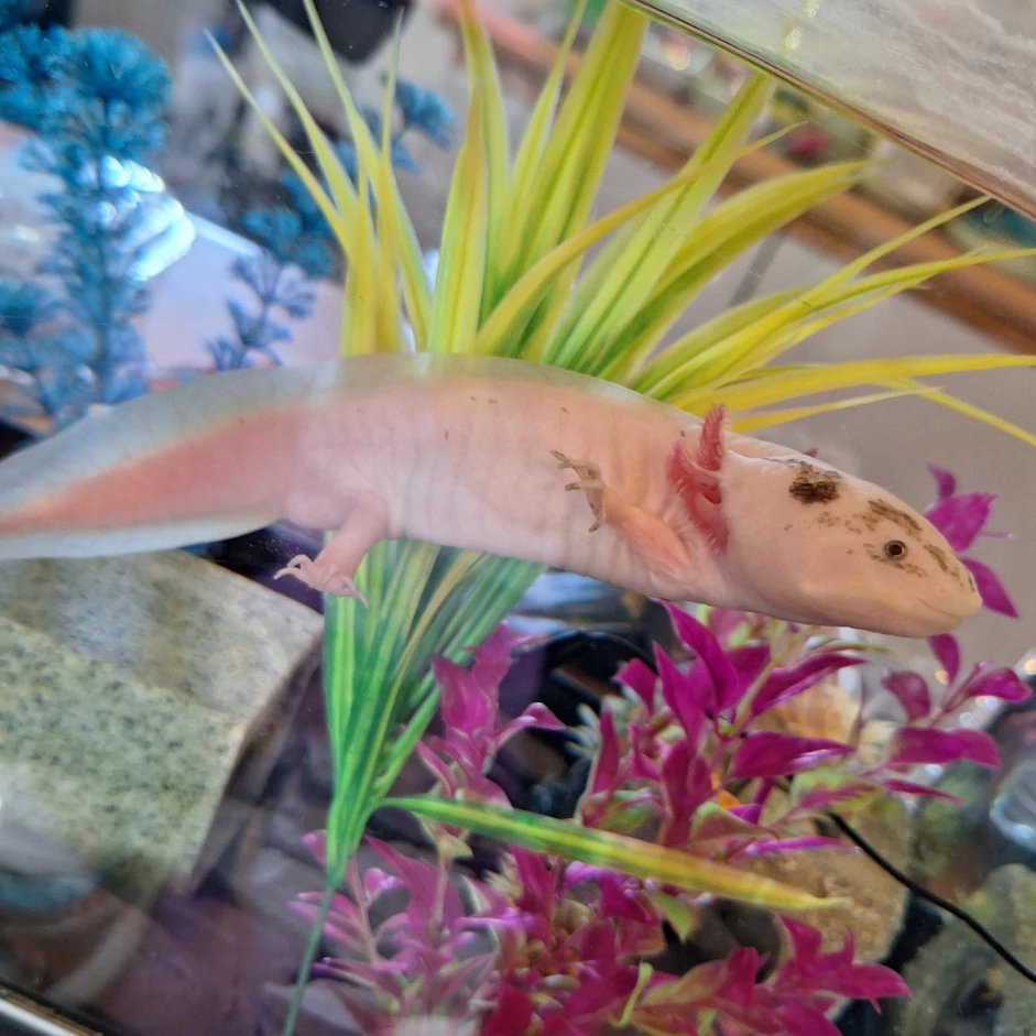 Noah the Axolotl