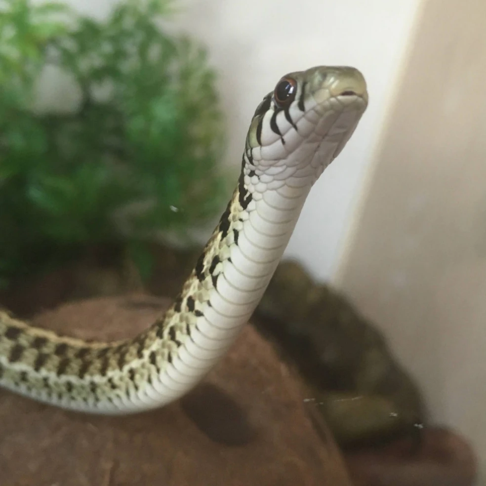 Lemony Snekit