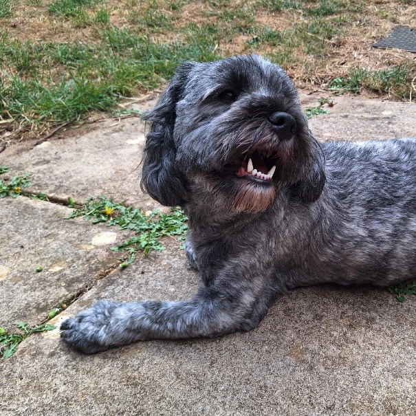 Dibble (Izzy)