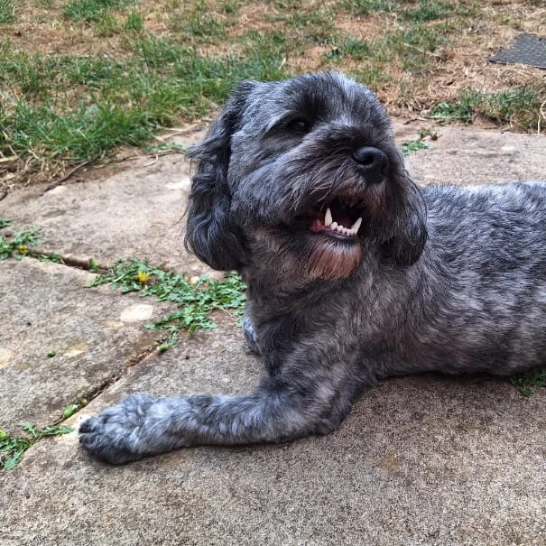 Dibble (Izzy)