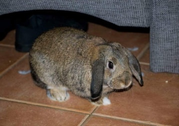 Bobbie