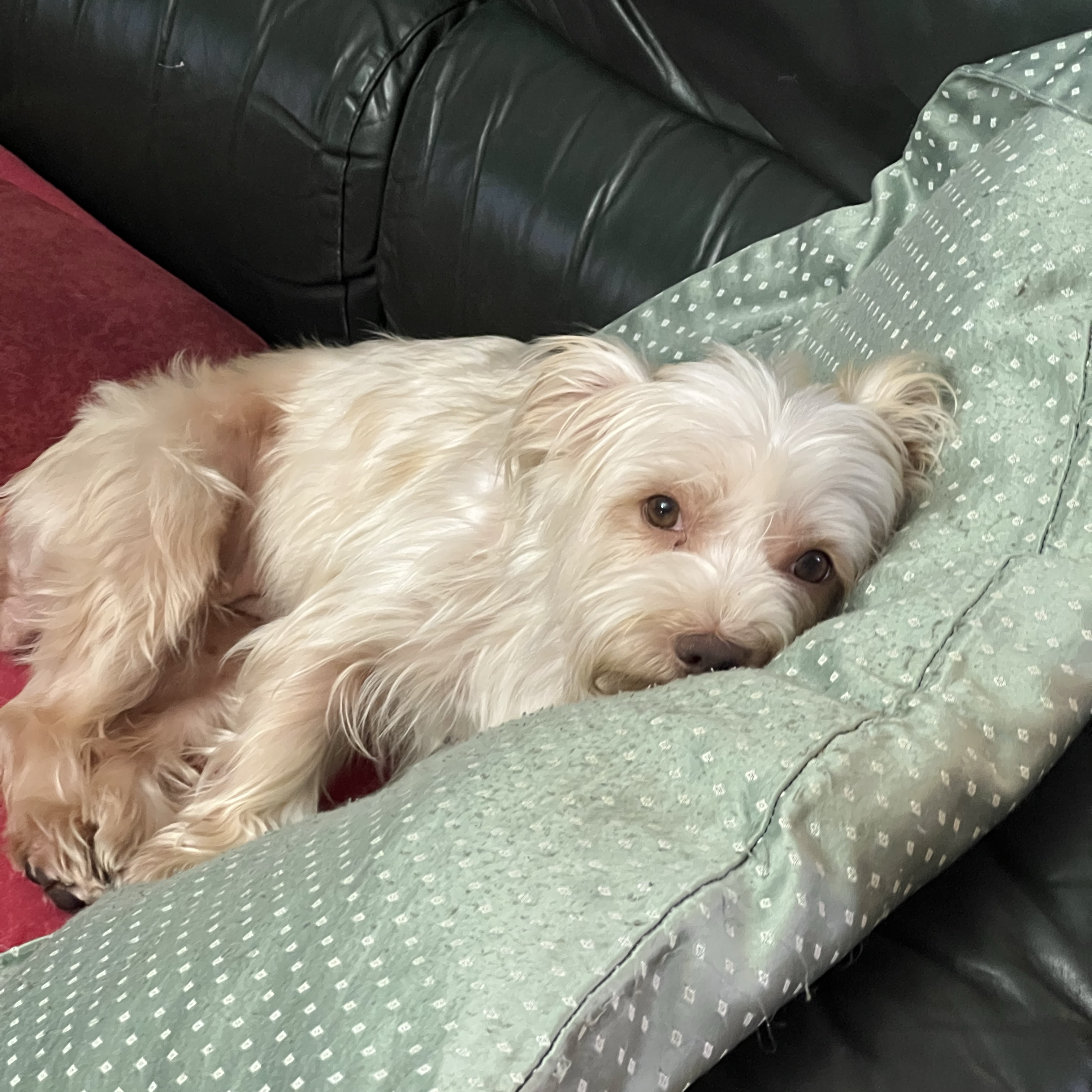 Pepita