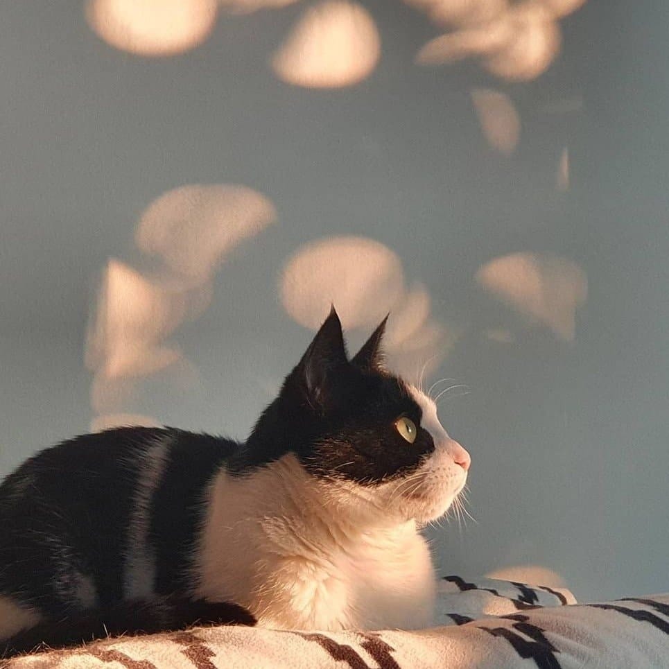 Odin