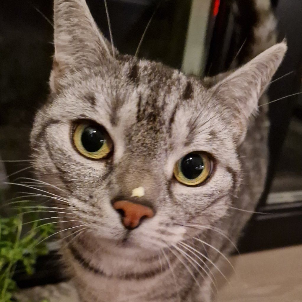 Loki