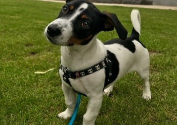 Chico 