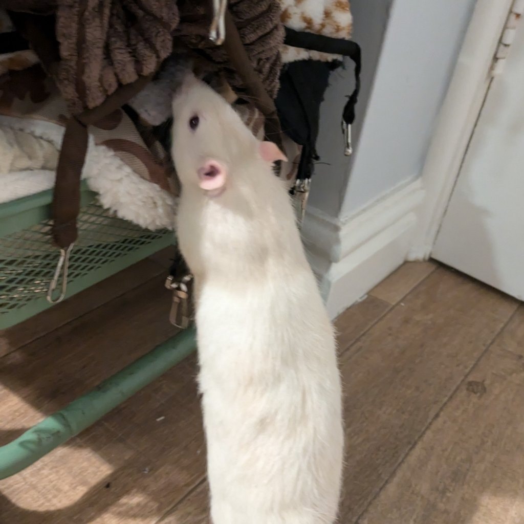 Alfie