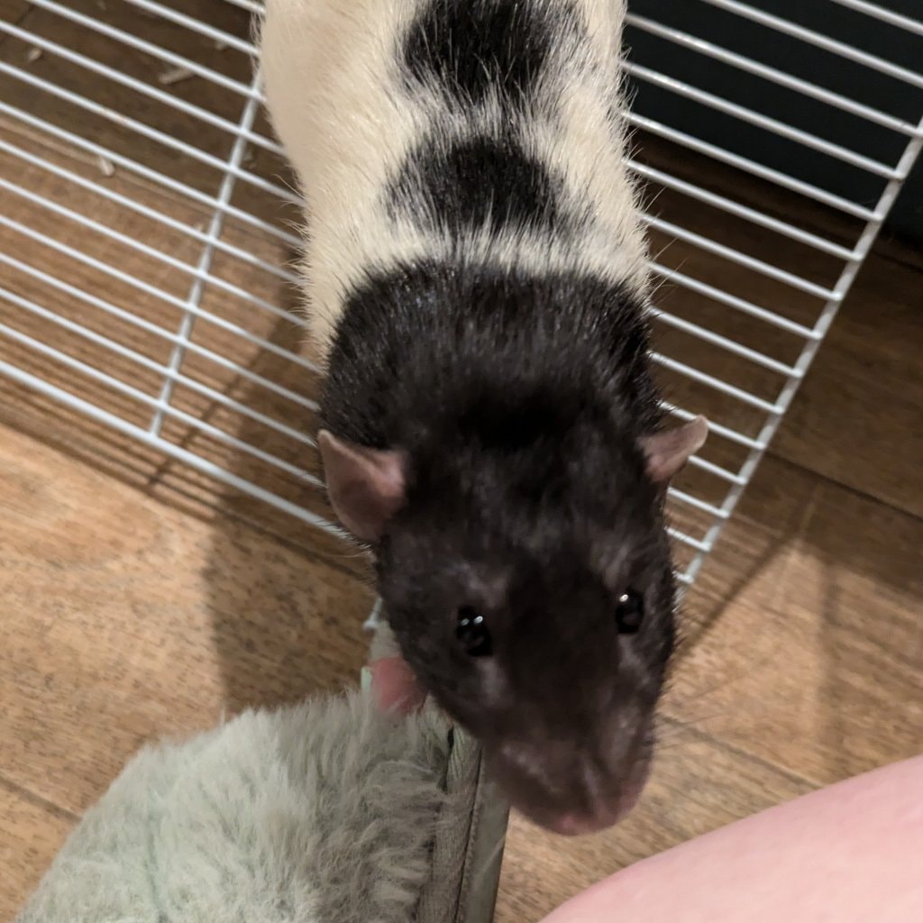 Mo