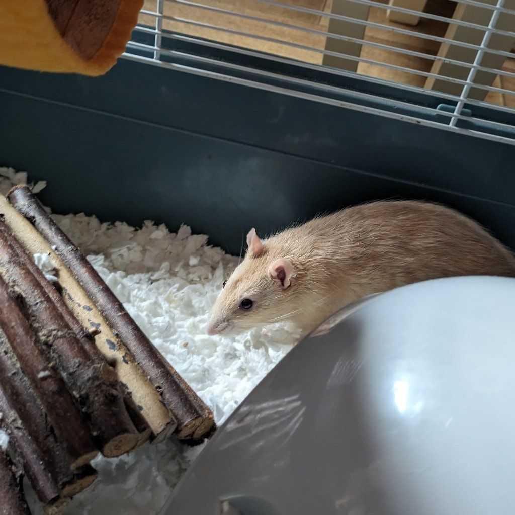 Leo