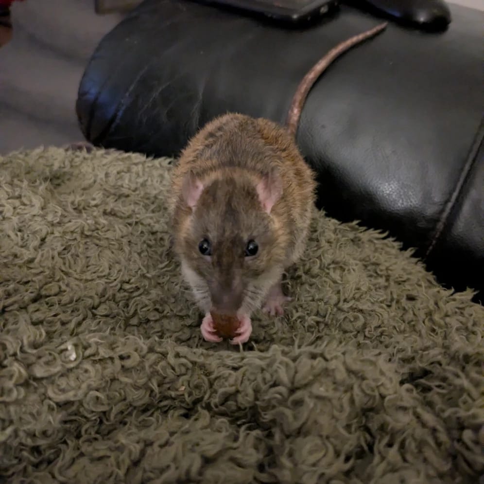 Frankie