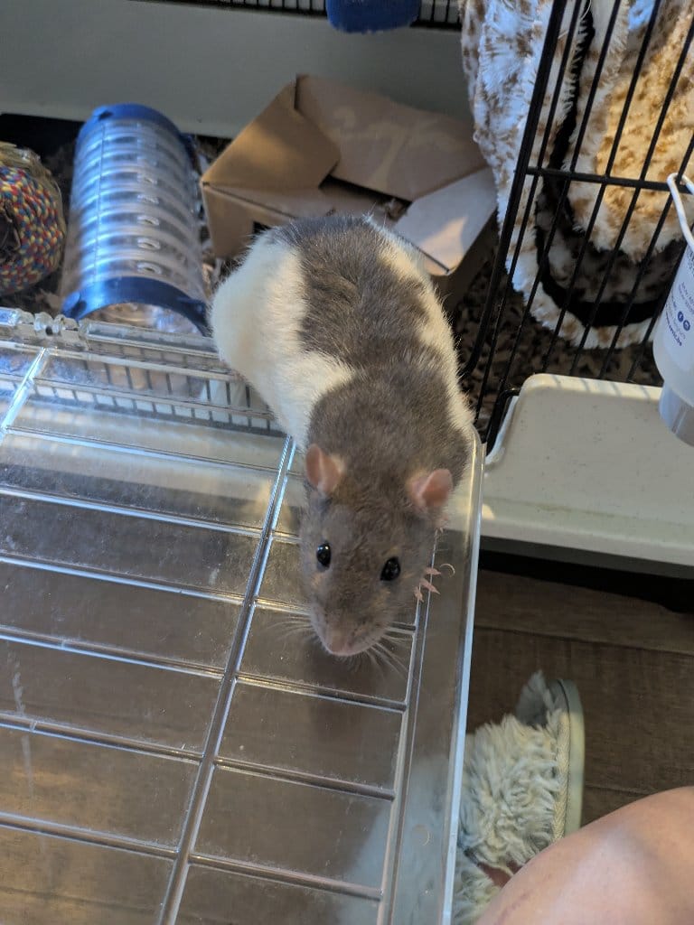 Bean