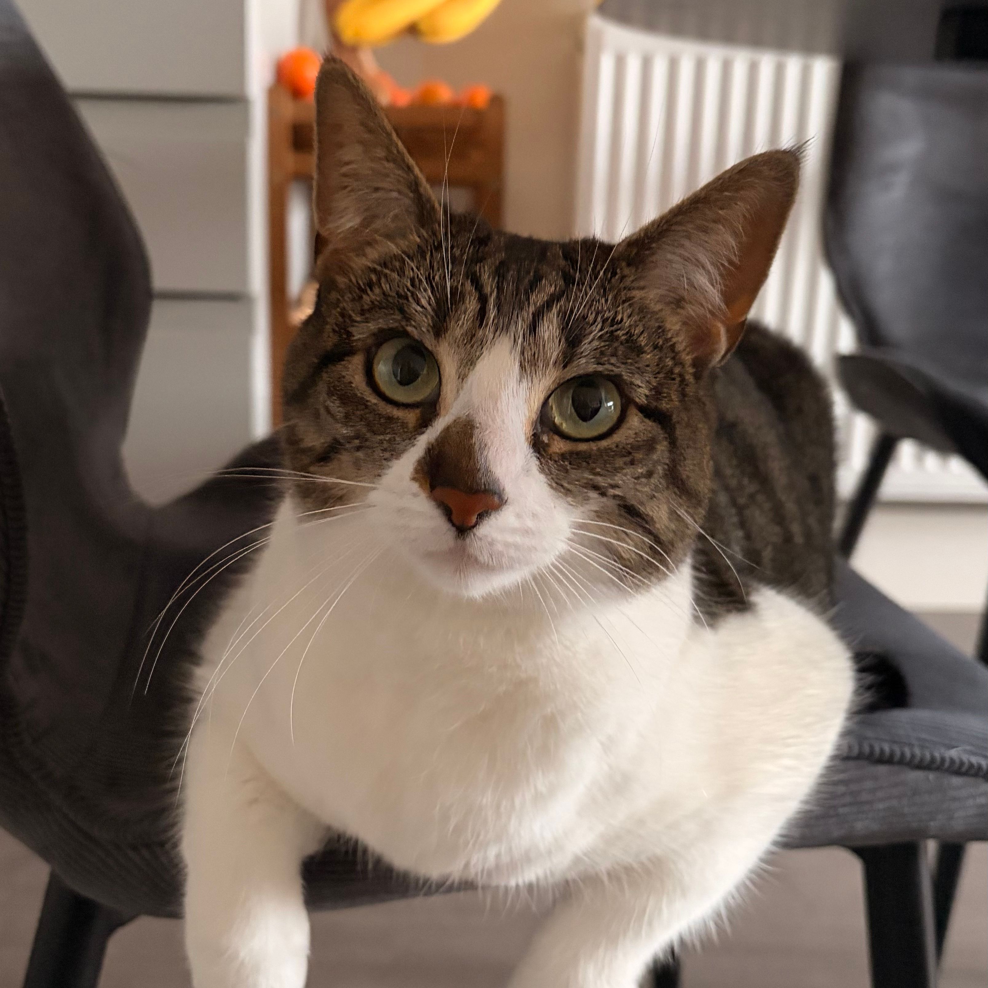 Phoebe