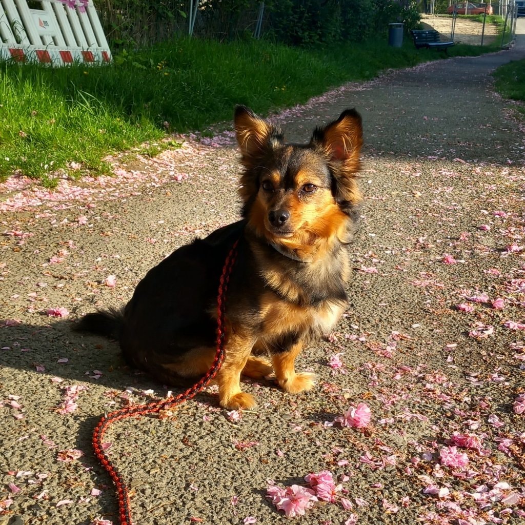 Pinja