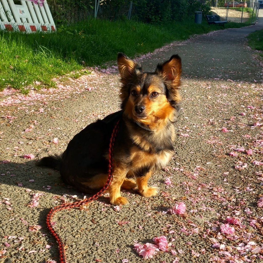 Pinja