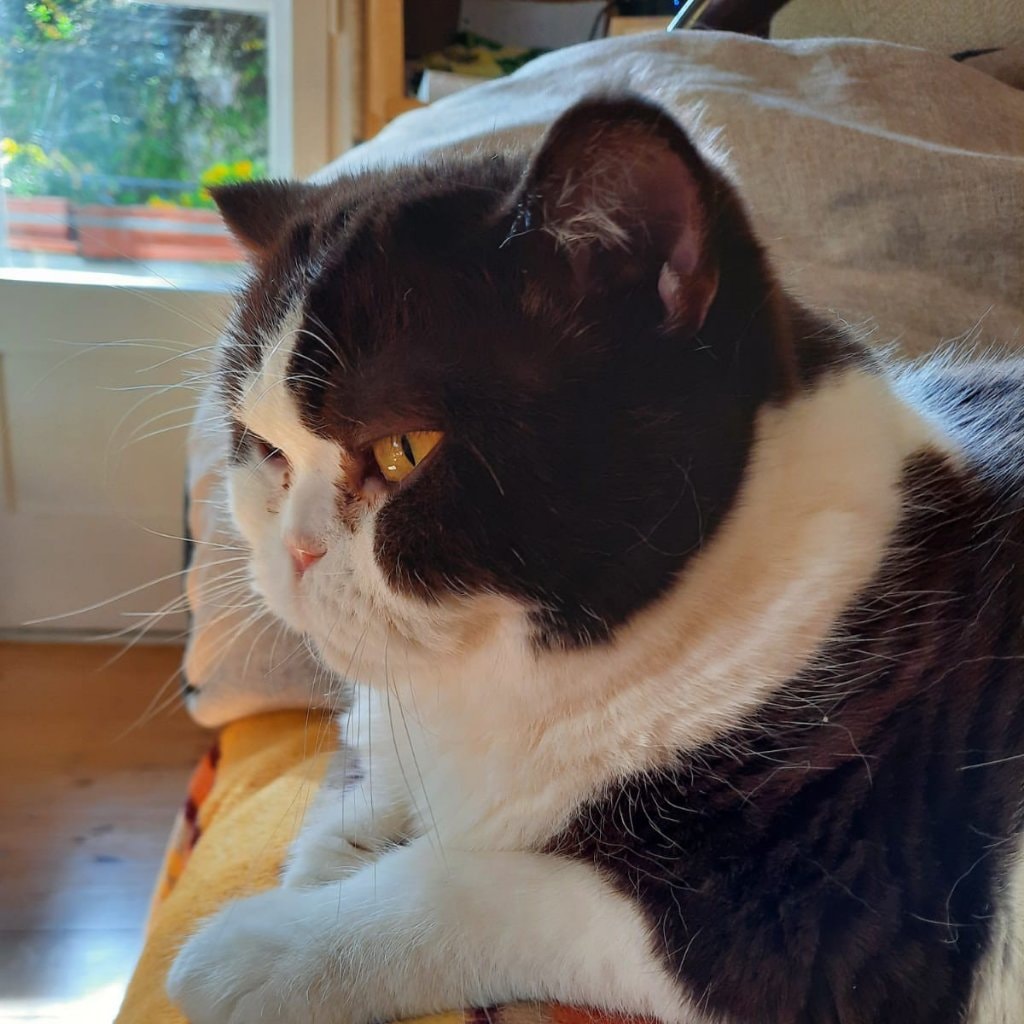 Penelopé
