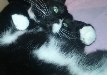 Kitty