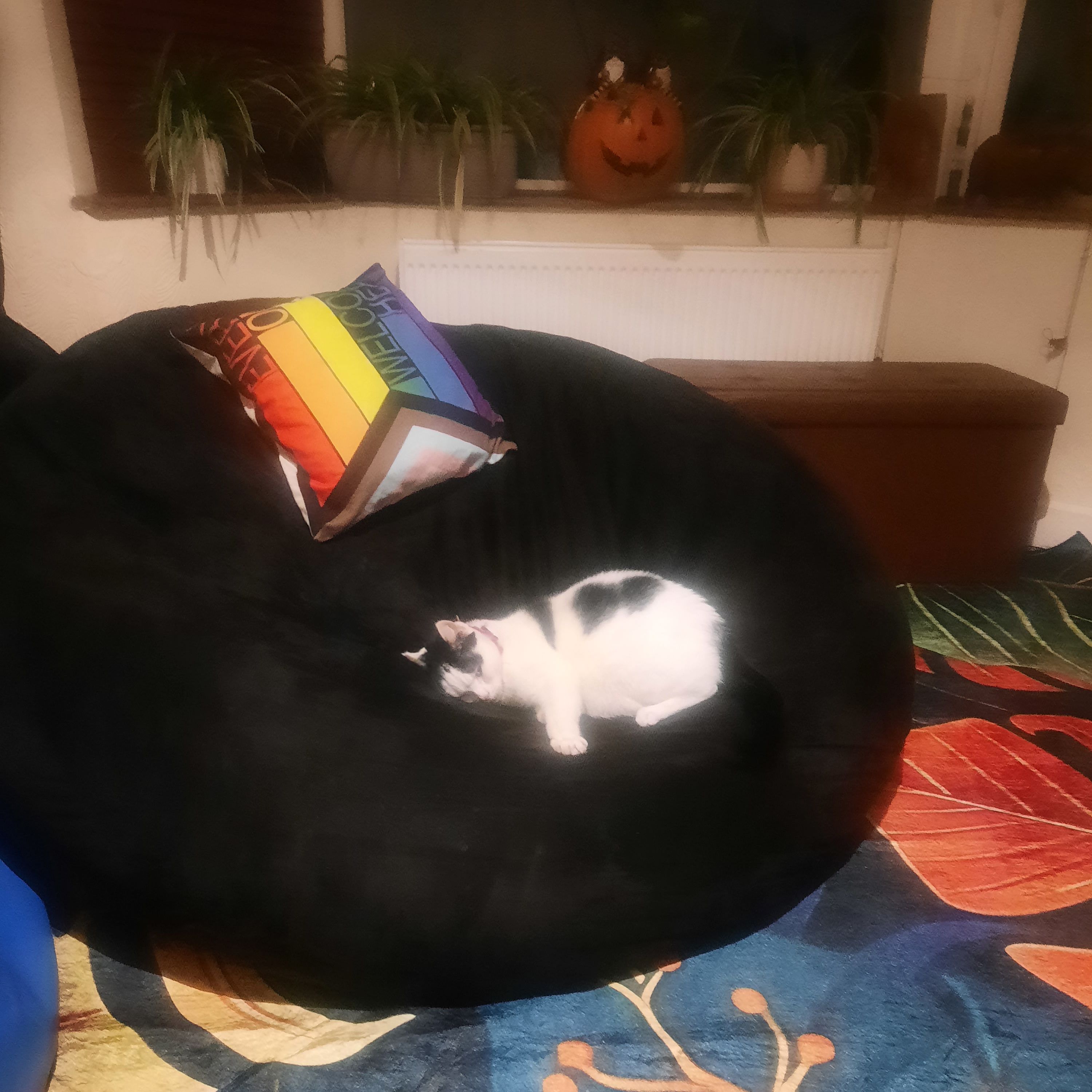 Mimo