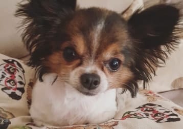 Pete