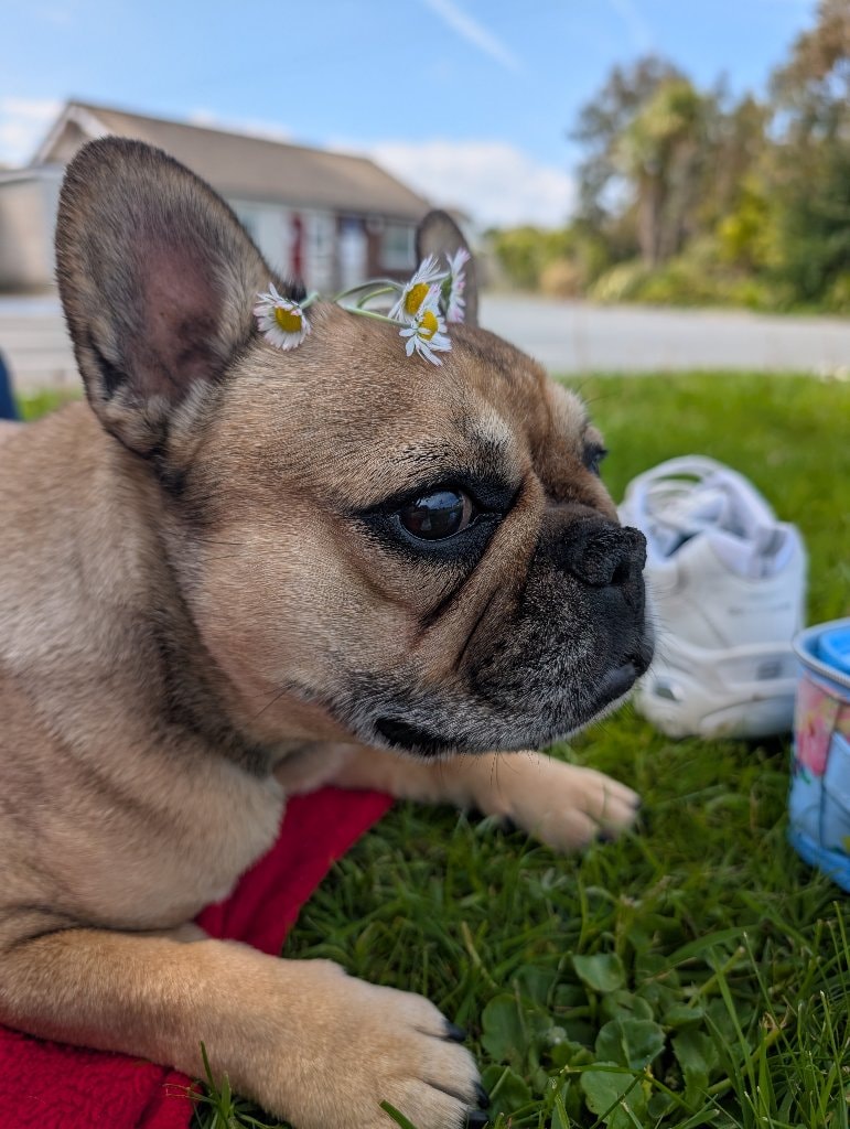 Bella 