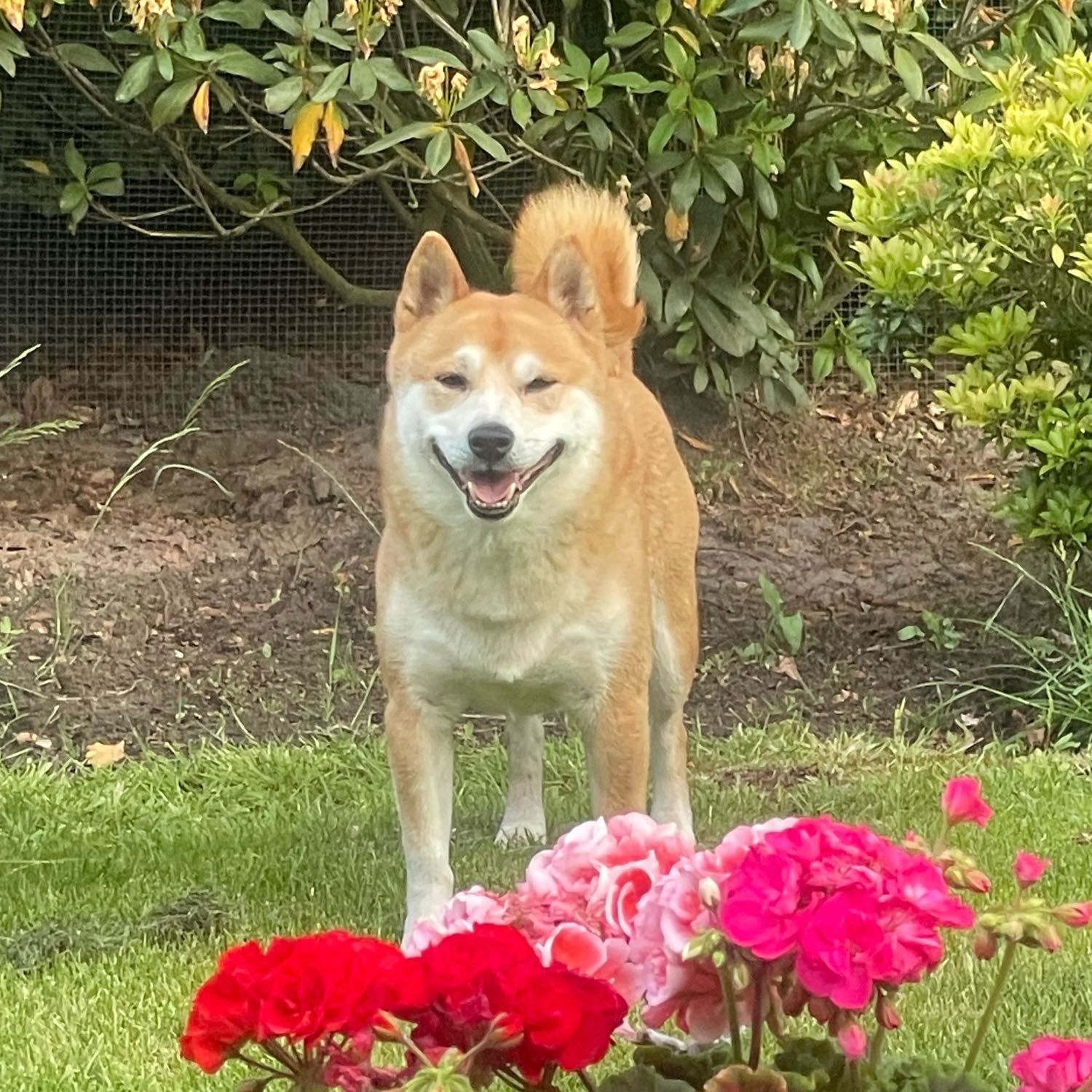 Kiko