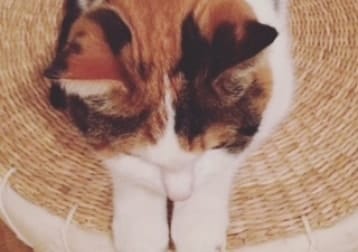 Pip