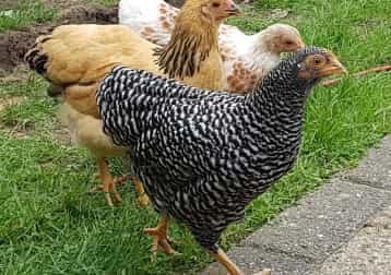 Quick, Kwek & Kwak (3 Krielkipjes)