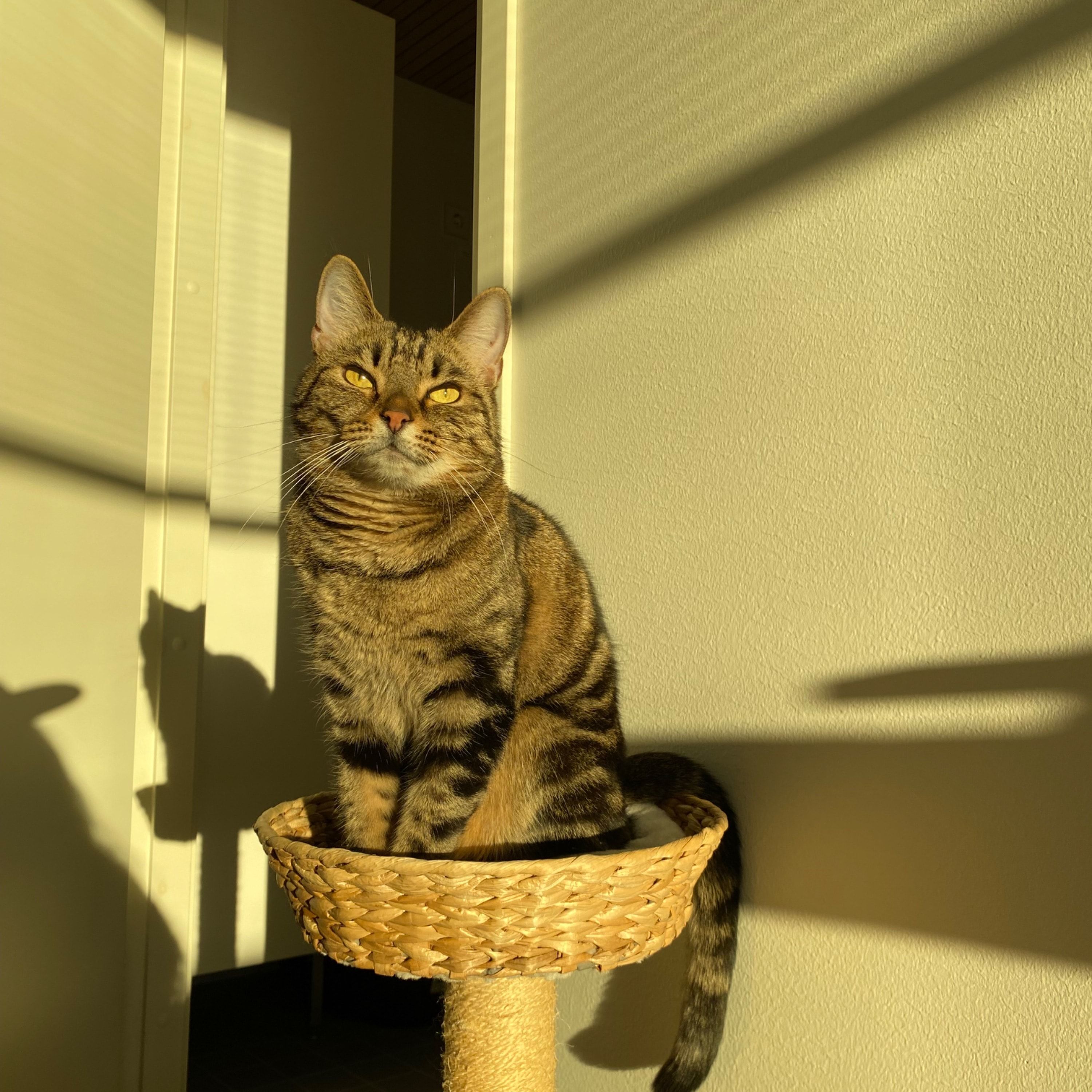 Jade