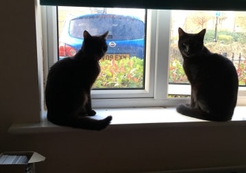 Joey And Pixie