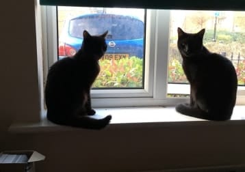 Joey And Pixie