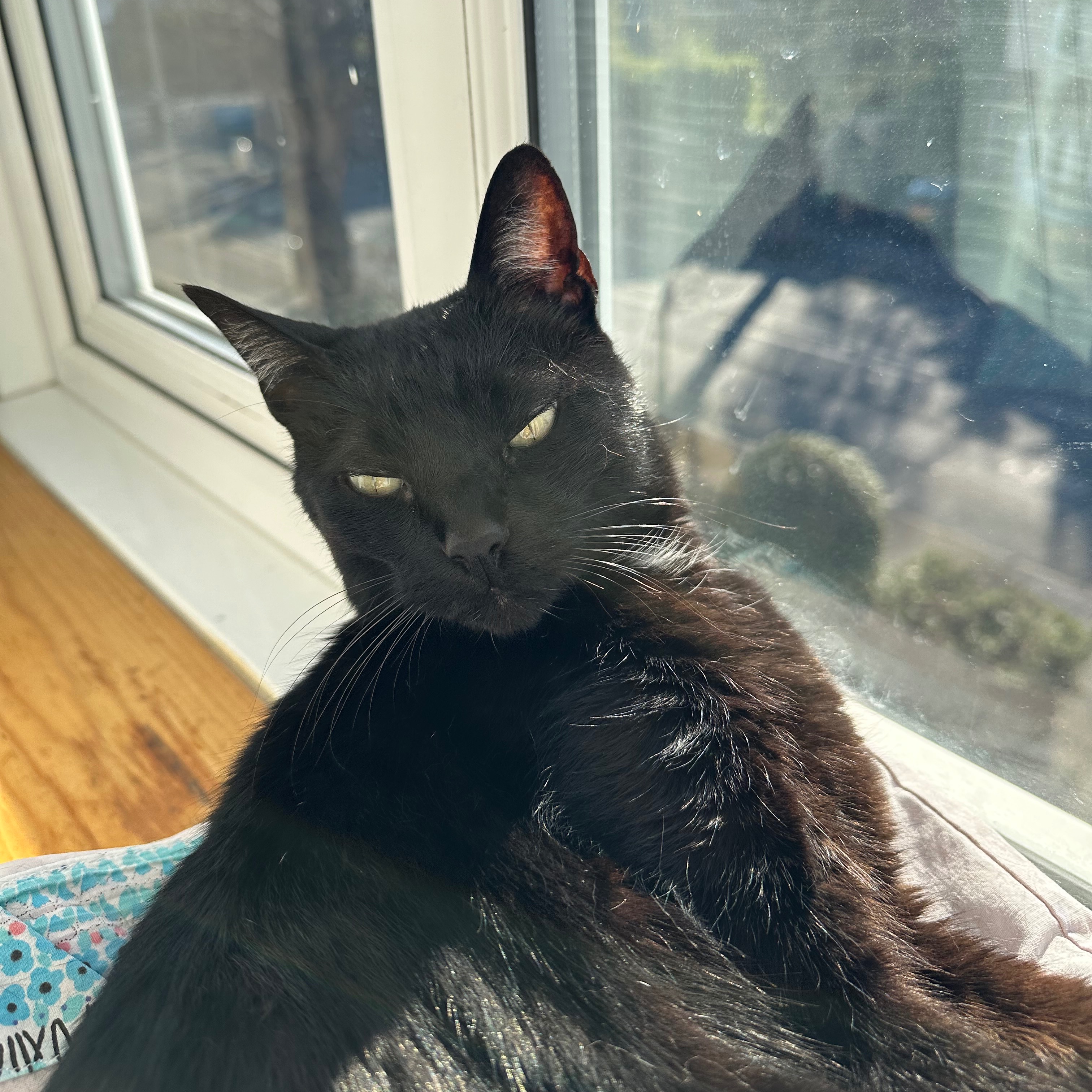 Blackie