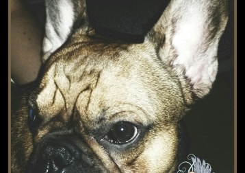 Pino 