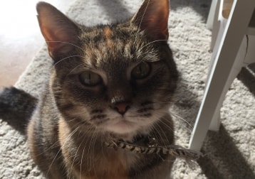  crémant De bourgogne